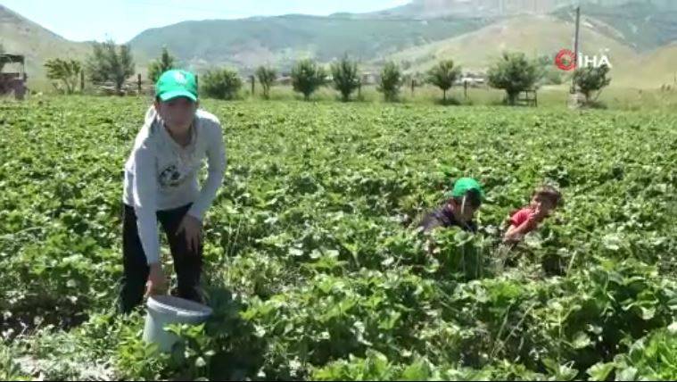 Yonca yerine ekti şimdi paraya para demiyor. Beyin ve kalp sağlığa birebir 1